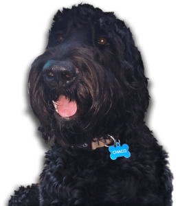 Chaco Dog
